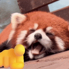 a red panda laying down with its mouth open next to a yellow object