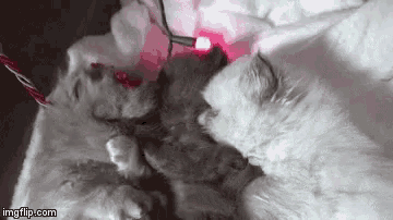 a couple of kittens laying on top of a bed next to a string of christmas lights .