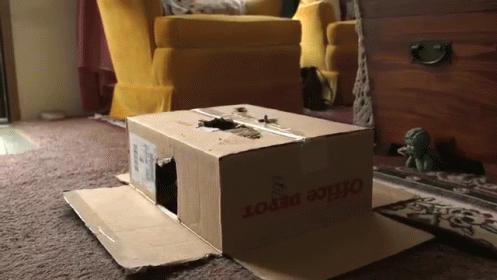 Can You Believe This Guy? GIF - Cat Box Play GIFs
