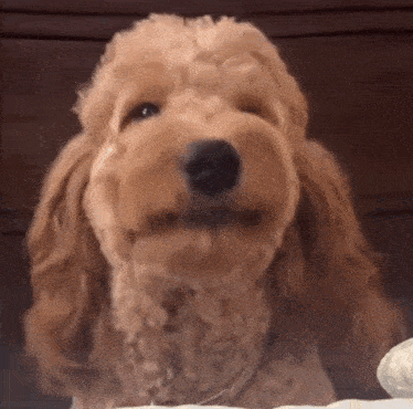 a cocker spaniel is looking at the camera with its mouth open .