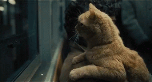 Sherlock Cat GIF - Sherlock Cat Train GIFs