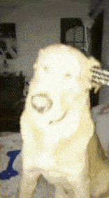 a dog with a fork sticking out of it 's head