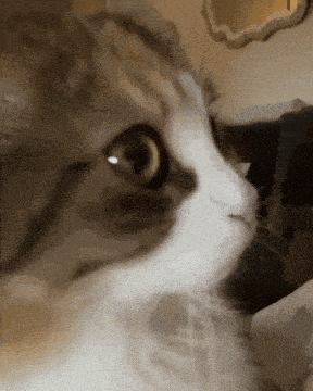 a close up of a cat 's face with a blurred background
