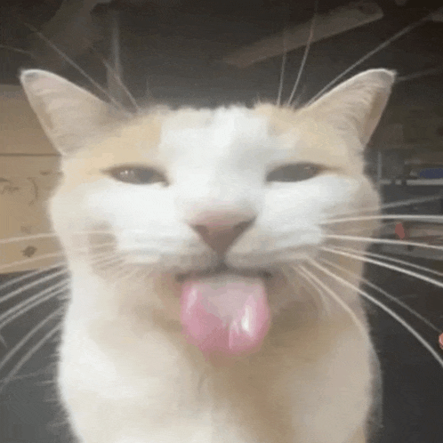 a close up of a cat with its tongue hanging out