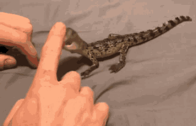 a close up of a person 's finger pointing at a toy dinosaur