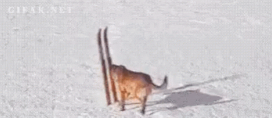 Dog Ski GIF - Dog Ski GIFs
