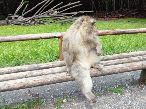 a monkey sits on a wooden bench in a grassy area