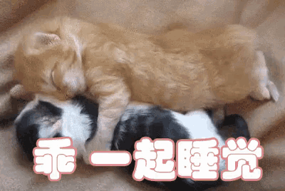 two kittens are sleeping next to each other with chinese writing behind them