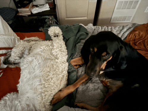 two dogs are laying on a bed with one looking at the camera