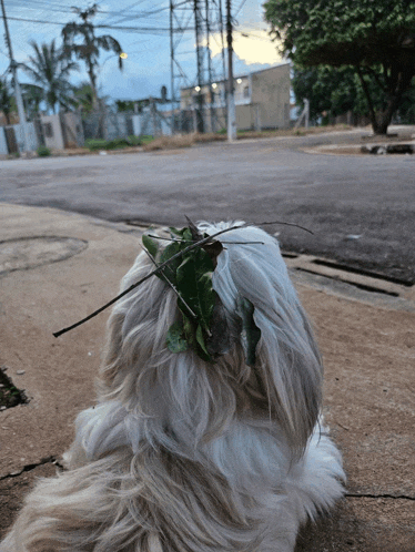 a dog with a stick and leaves in its fur
