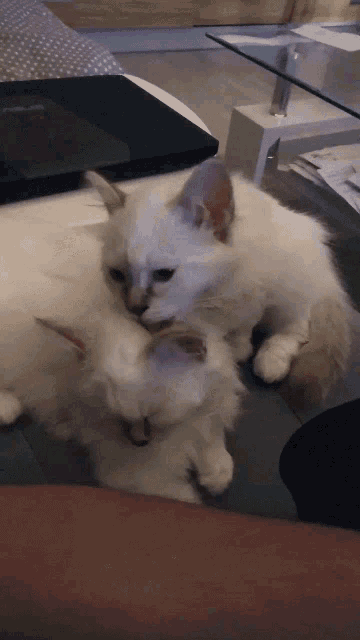 Kitties Hug GIF - Kitties Hug Kiss GIFs