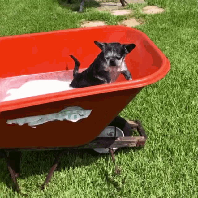 a small dog is laying in a red wheelbarrow filled with foam