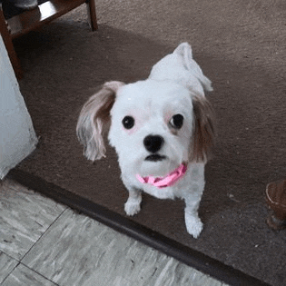 a small white dog wearing a pink collar is standing on a tiled floor looking up at the camera .