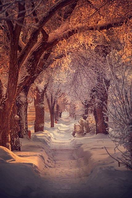 a snowy path with trees covered in snow and ice