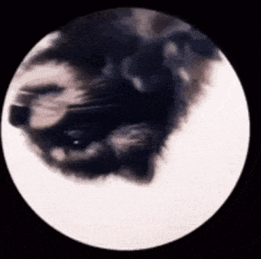 a black cat is laying down in a white circle on a black background