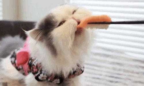Cat Eats Sushi GIF - Cat Sushi Food GIFs