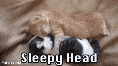 two kittens are sleeping on top of each other on a blanket on a bed .