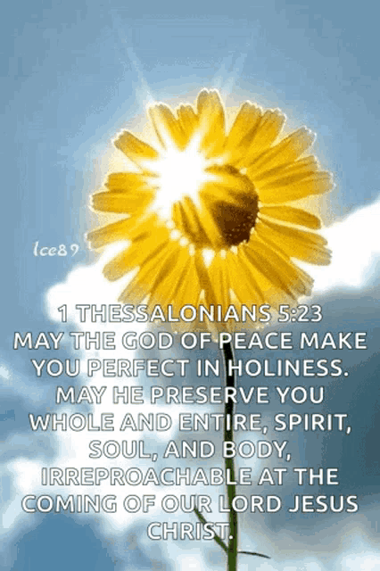 a picture of a yellow flower with a bible verse