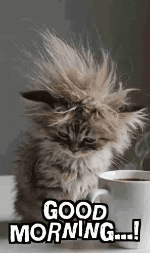 a fluffy kitten is sitting next to a cup of coffee and says `` good morning '' .