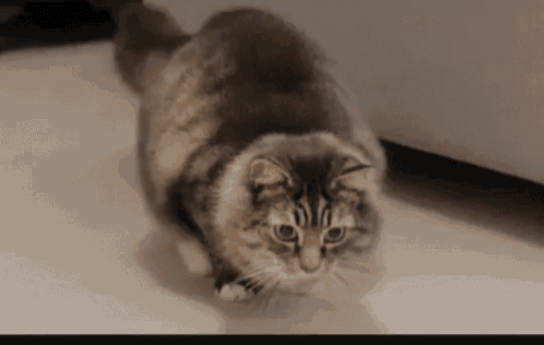Cat Moving GIF