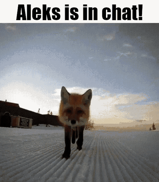 Aleks Aleks In Chat GIF - Aleks Aleks In Chat Aleksandr GIFs