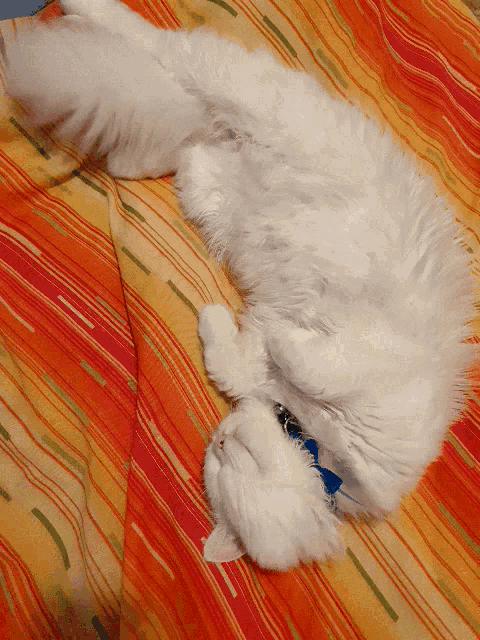 a white cat with a blue collar is laying on its back on a bed