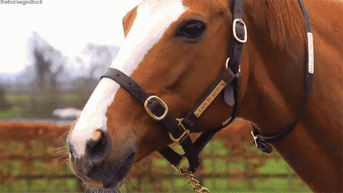 a brown and white horse wearing a bridle that says " ready to ride " on it