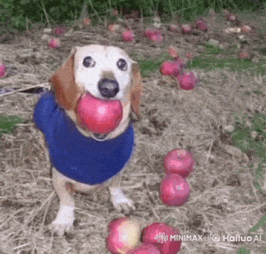 a dog in a blue sweater is eating an apple