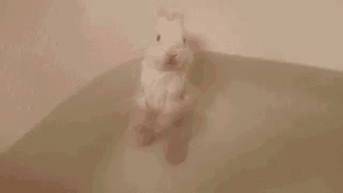 a small white rabbit is standing in a bathtub .