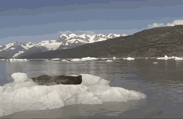Seal Surprise GIF - Seal Surprise Surprised Seal GIFs