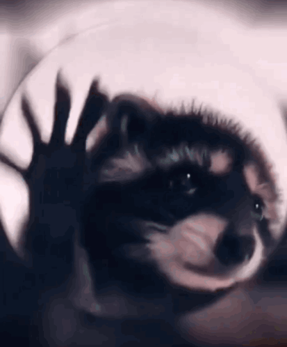 Raccoon Raccoon Dance GIF - Raccoon Raccoon Dance Dance GIFs
