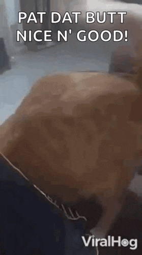 a dog is laying on a couch and says `` pat dat butt nice n good '' .