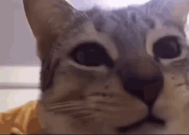 Chew Cat GIF - Chew Cat Lol GIFs