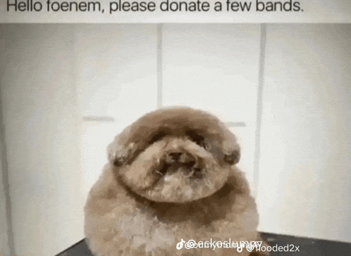 a dog is sitting on a table with the words hello toenem please donate a few bands