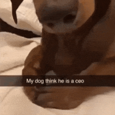 a dog is laying on a bed with a caption that says my dog think he is a ceo