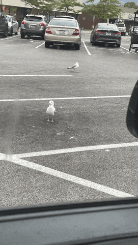 several cars are parked in a parking lot with a seagull on the ground