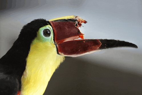 a close up of a bird with its beak open and a bug in it