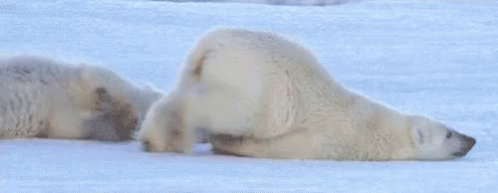 Lazy Polar Bear GIF - Lazy Polarbear Prigui GIFs