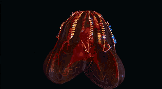 a jellyfish is glowing in the dark with a rainbow of colors