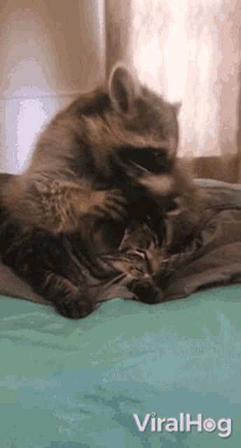 Cleaning Viralhog GIF - Cleaning Viralhog Cat GIFs
