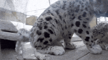 Snow Leopard Sniff GIF - Snow Leopard Sniff Sniffing GIFs