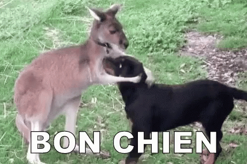 Bon Chien GIF - Bon Chien GIFs