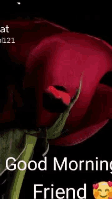 a close up of a red rose with the words good morning on it