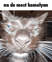 a close up of a cat 's face with the words na de most komolyan above it