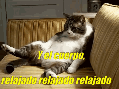 a cat laying on a couch with the words " y el cuerpo relajado relajado relajado "