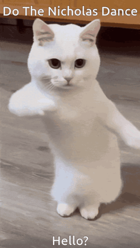 Cat Dancing Cat GIF - Cat Dancing Cat Dancing GIFs