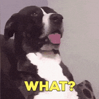 a black and white dog with its tongue hanging out and the words what written in yellow