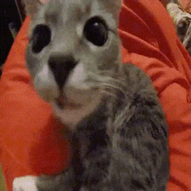 a close up of a cat sitting on a red bean bag chair looking at the camera .