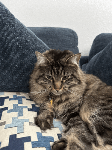 a cat is laying on a blue couch with a blue and white patterned pillow