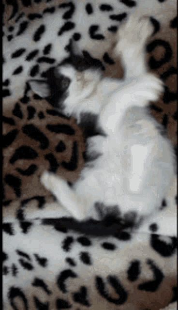 a black and white kitten is laying on its back on a leopard print blanket